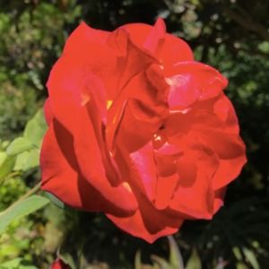 Meet your Posher, Chieko